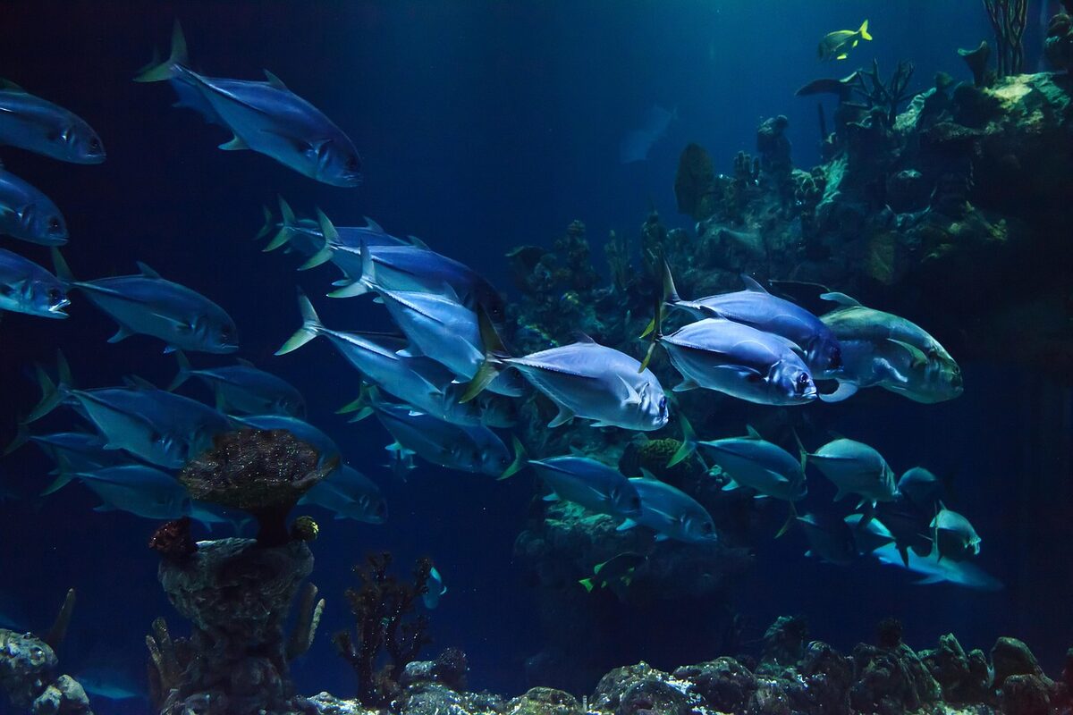 animal, aquarium, aquatic, coral, deep, fish, marine, ocean, reef, scuba, sea, under, nature, underwater, water, fish, fish, fish, fish, fish