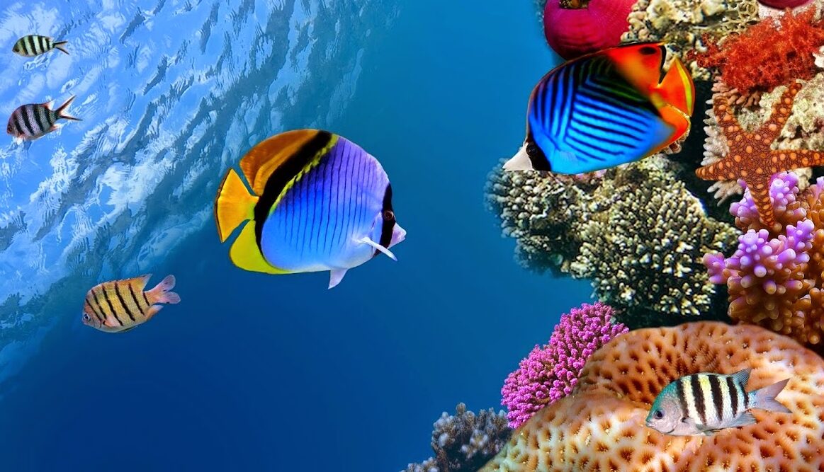 peces