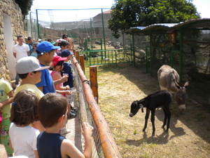 zoo3