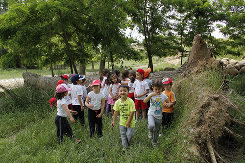 En el árbol caido