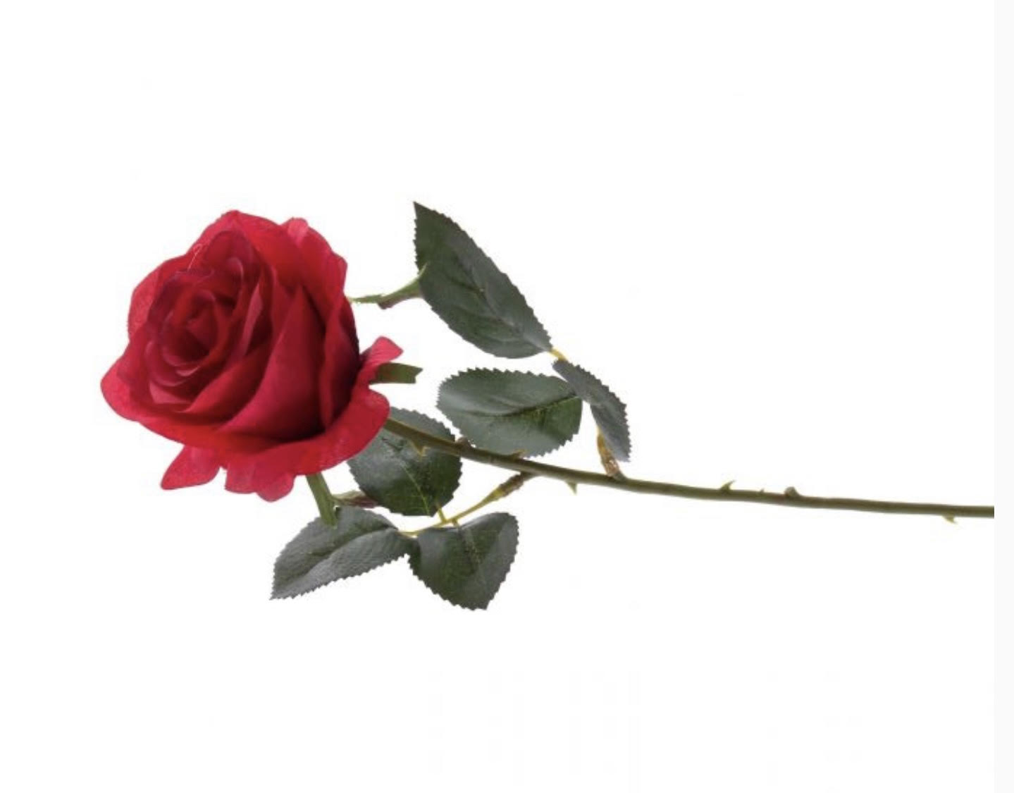 Rosa Día de la Mujer