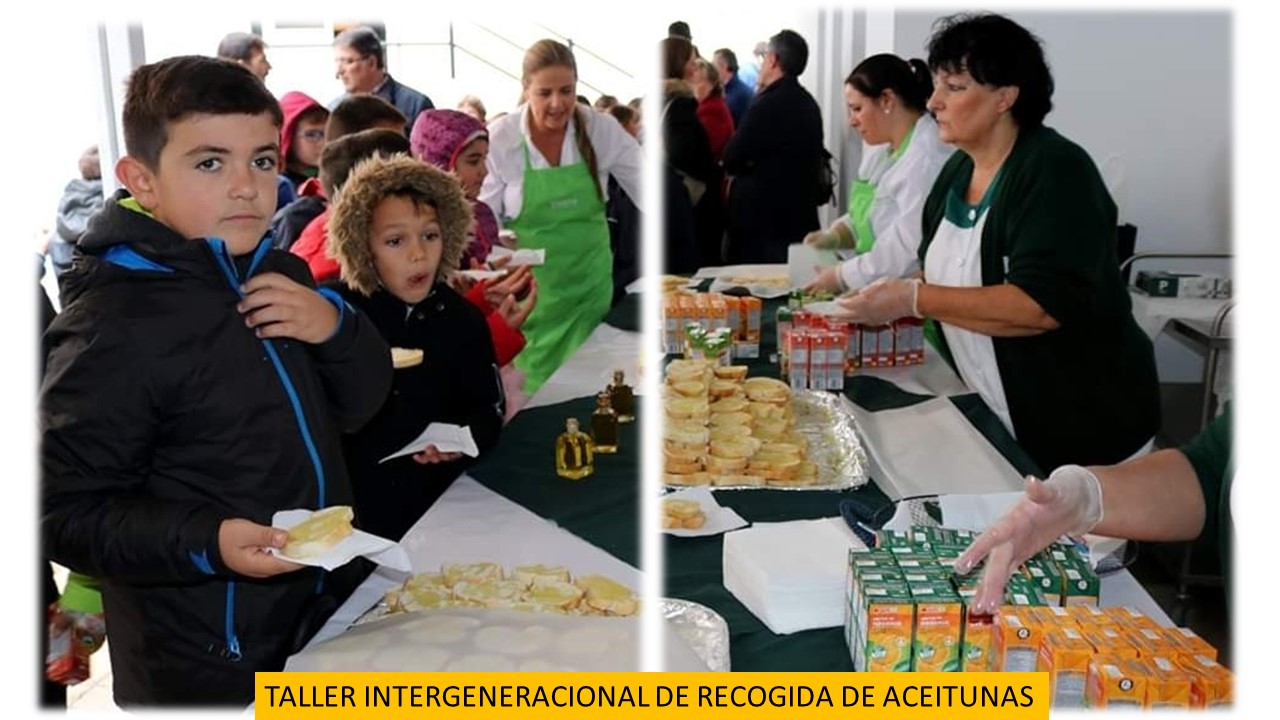 2 Taller recogida aceitunas 2019