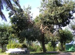 parque