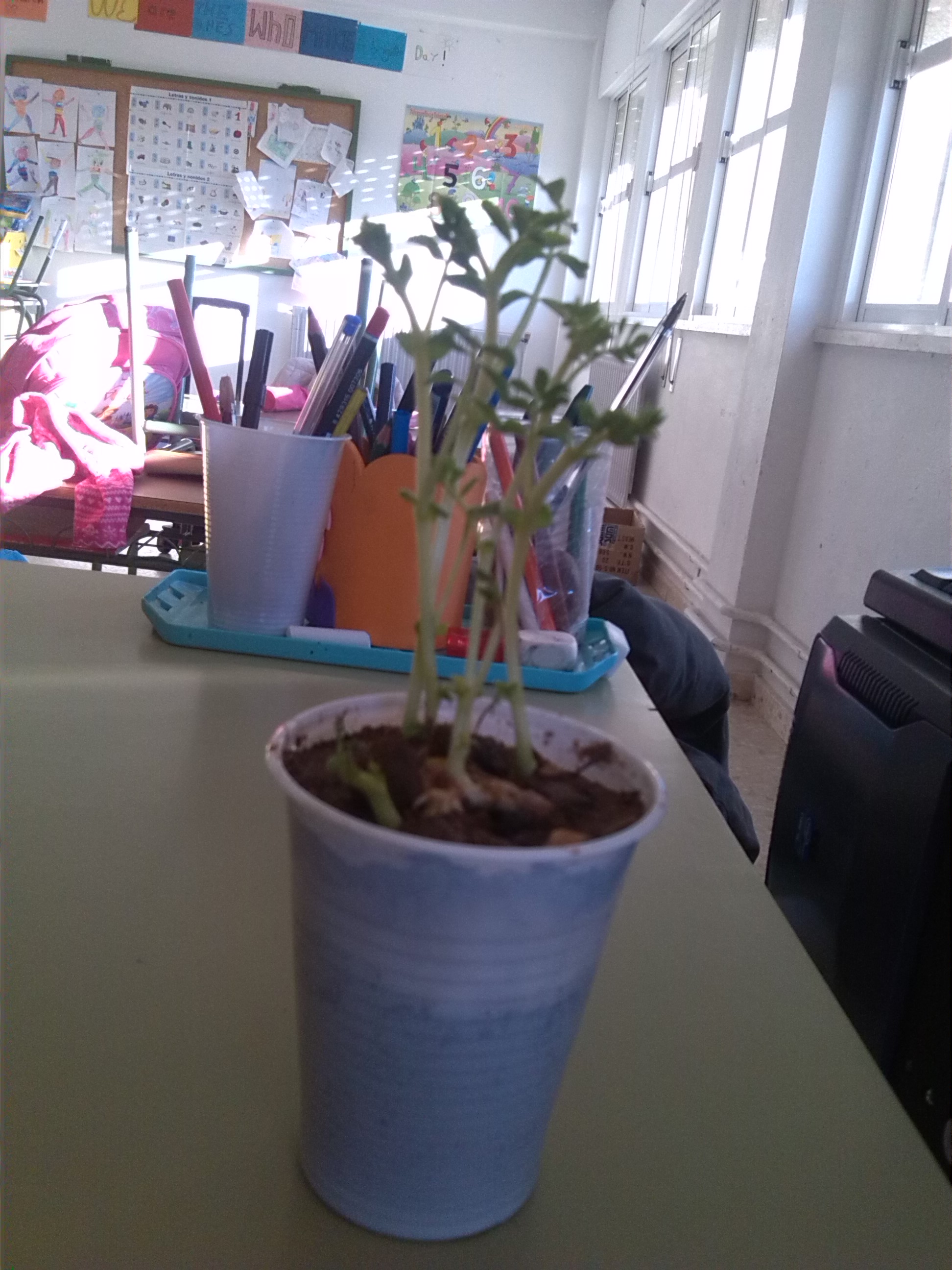 maceta IMG 20140311 090634