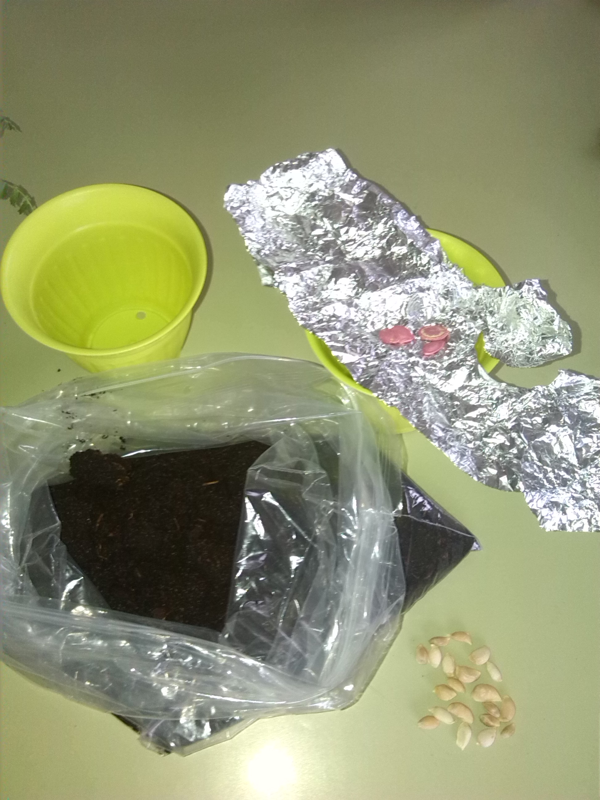 maceta IMG 20140328 091351