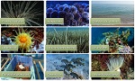 Logo-web-el mar a fondo