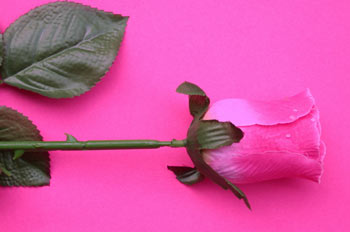rosa