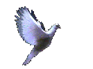 aves (1)