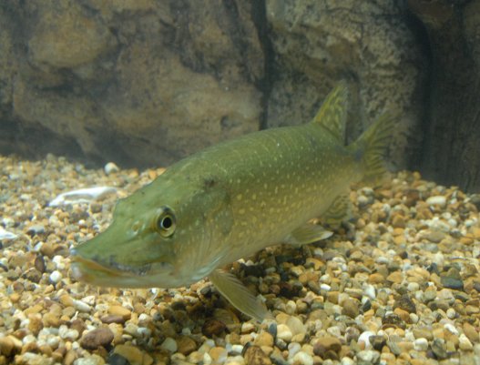 Piscifactoria_octubre_2011_Lucio