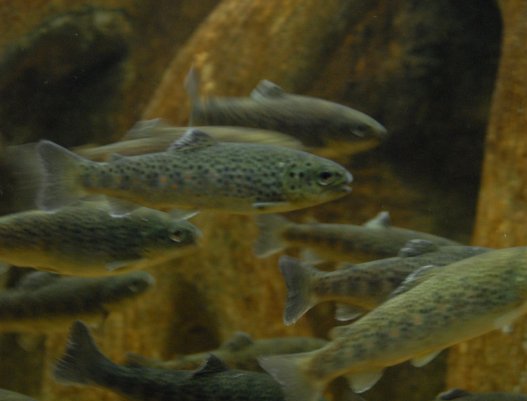 Piscifactoria_octubre_2011_Truchas