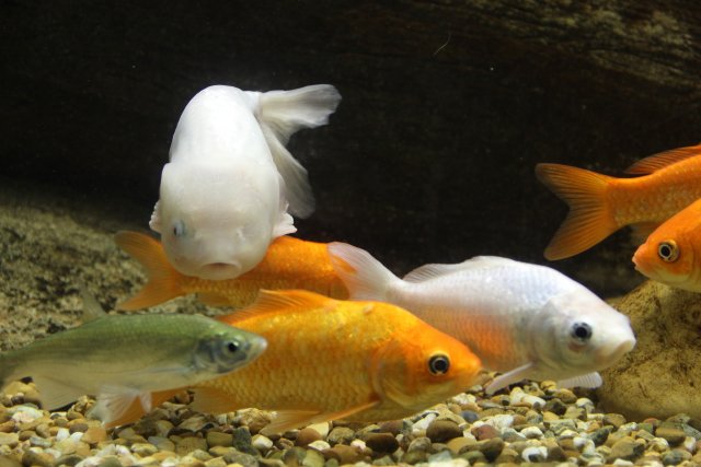 piscifactoria 5º 2013 52