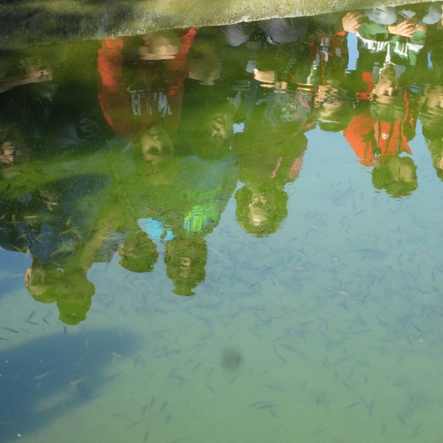 piscifactoria quinto 2013 49