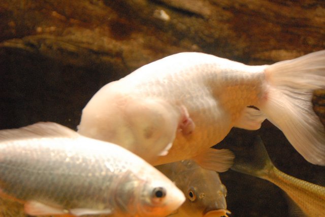 piscifactoria quinto 2013 7